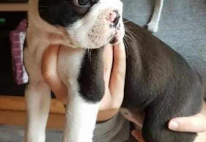 Boston Terrier-Welpen