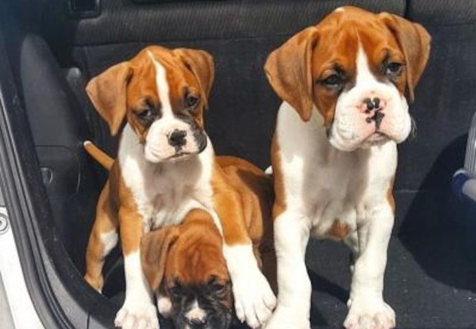 Boxerwelpen
