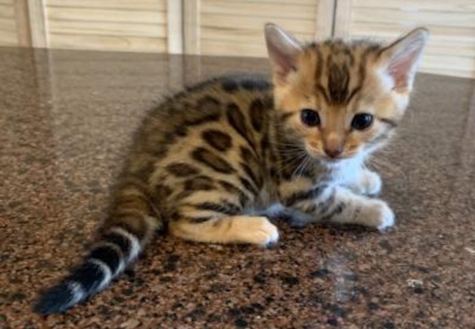 Süße und schöne Bengalkätzchen