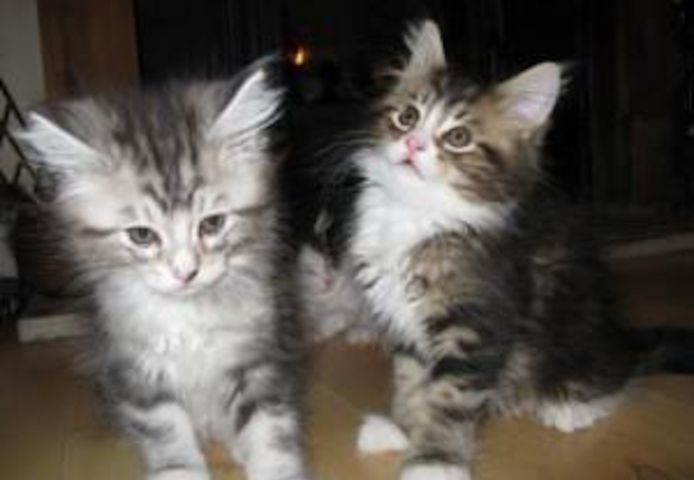 Maine-Coon-Kätzchen verfügbar