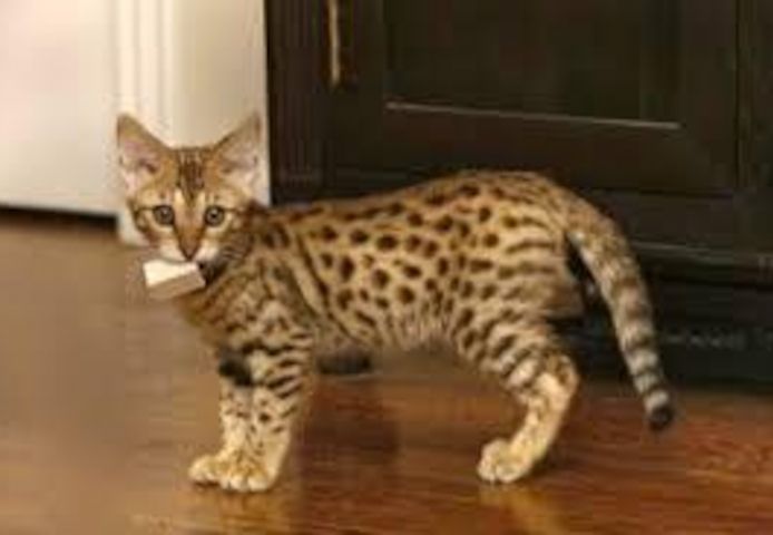 Savannah Kittens stehen zum Verkauf