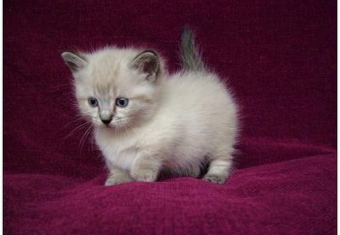 Munchkin-Kätzchen zu verkaufen