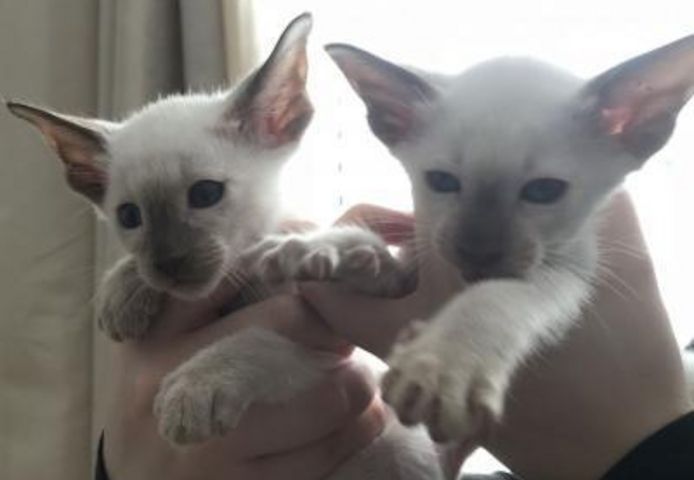 Charmante Birma-Kätzchen