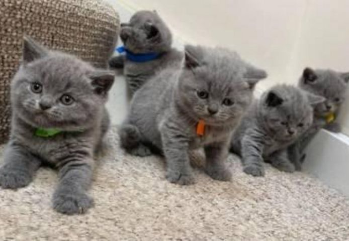 Verfügbare Britisch Kurzhaar-Kätzchen