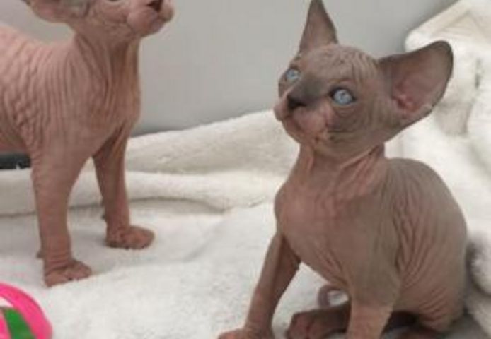Sphynx-Kätzchen