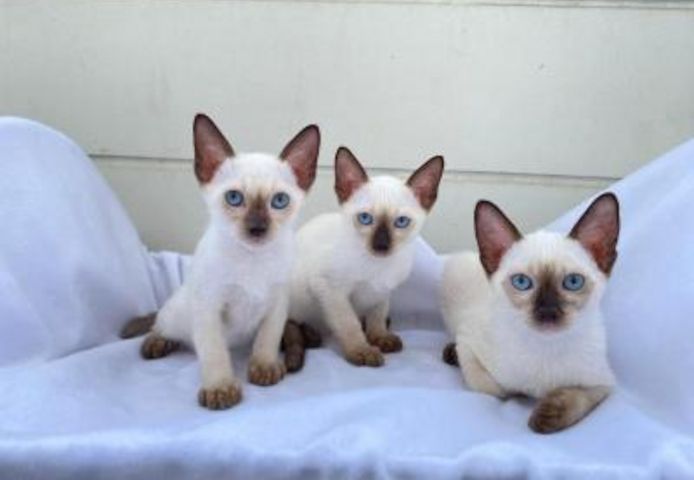 Siamesische Kätzchen bereit