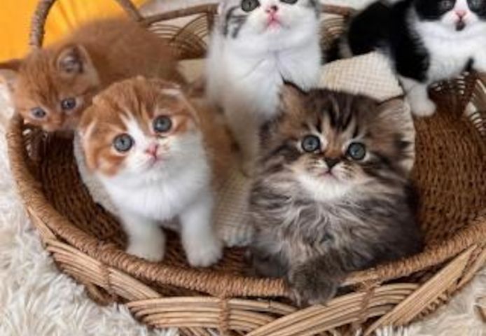 Scottish Fold Kätzchen