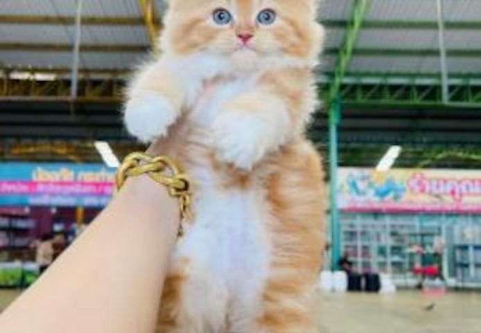 Perserkätzchen verfügbar