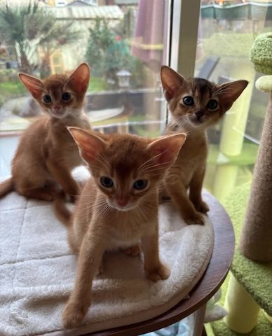 Abessinierkätzchen zu verkaufen