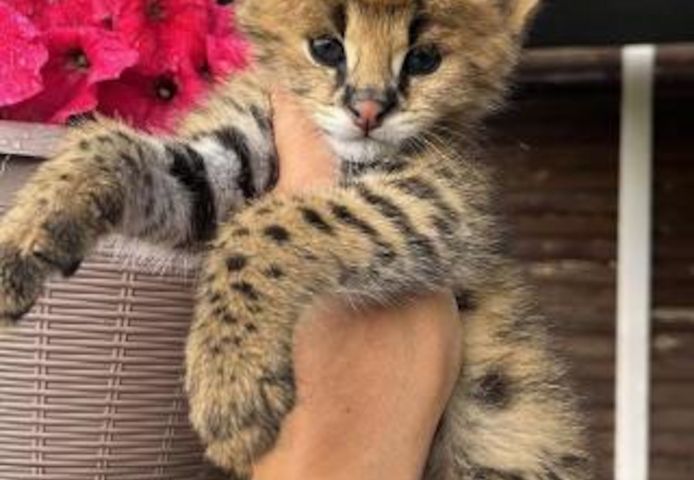 Serval-Kätzchen