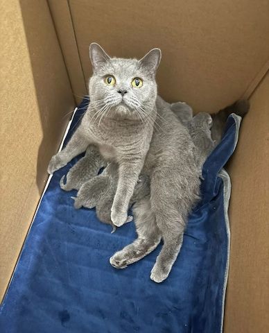 5 Britisch Kurzhaar-Kätzchen