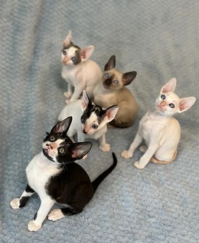 Wunderschöne Cornish Rex Kitten