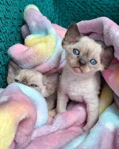 Wunderschöne Devon Rex-Kätzchen