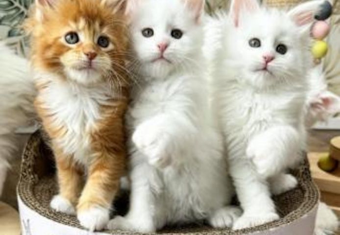 Maine-Coon-Kätzchen