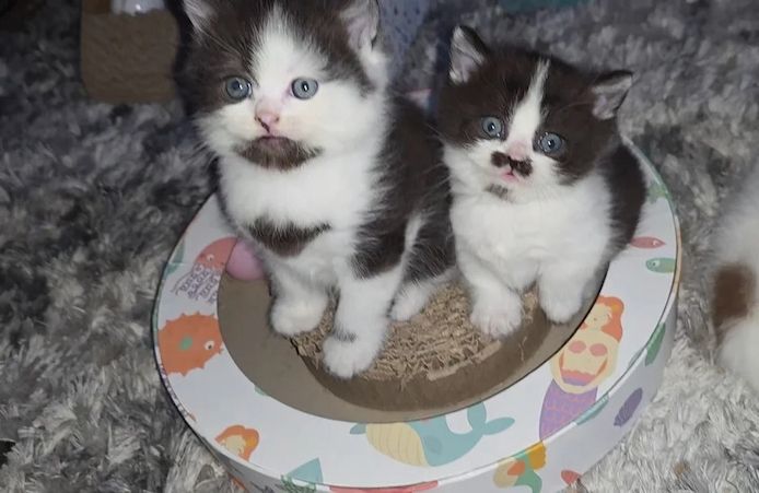 reinrassiges Munchkin-Kätzchen (Kurzbein).