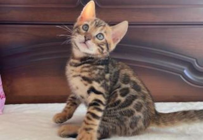 Bengalische Kätzchen