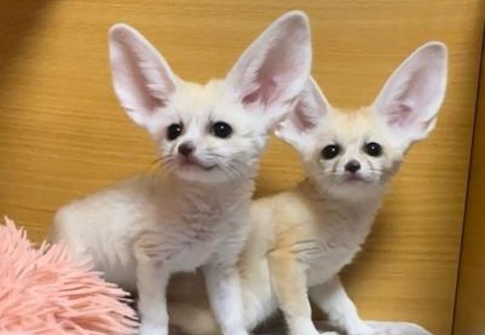 Registrierte Fennec-Füchse zu verkaufen