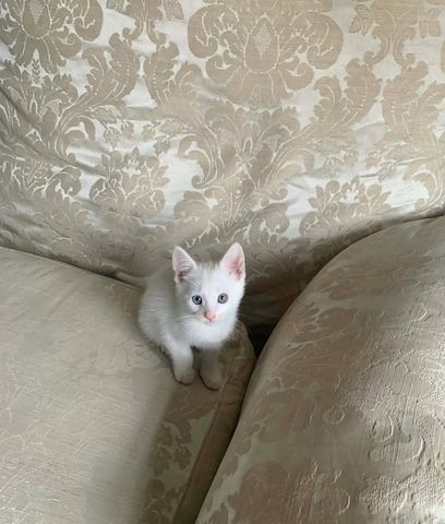 Türkische Agonda-Kätzchen