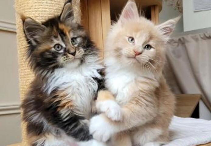 Maine-Coon-Kätzchen