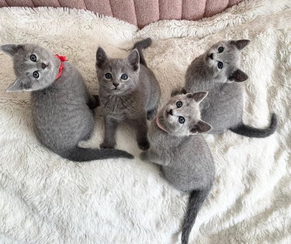 Wunderschöne Russisch Blau Kätzchen