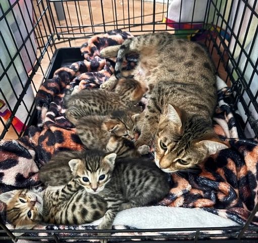 5 wunderschöne Savannah-Kätzchen