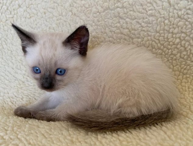 Traditionelle Seal-Point-Siamkatze (weibliches Kätzchen)