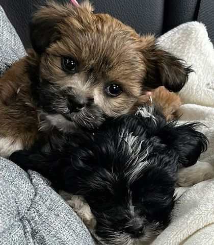 Russische Bolonka Welpen – liebevoll aufgezogen