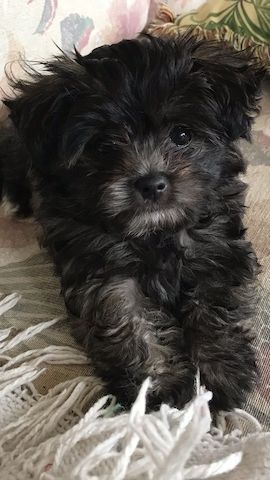 Russische Bolonka Welpen – liebevoll aufgezogen