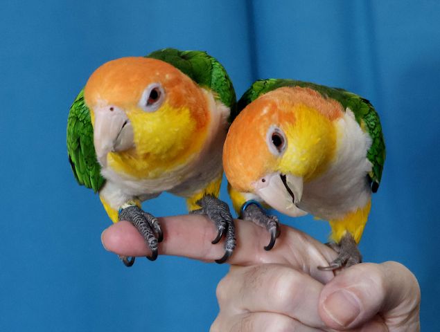 Zwei zutrauliche Rostkappenpapageien