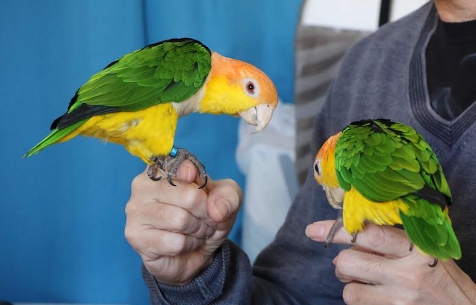 Zwei zutrauliche Rostkappenpapageien