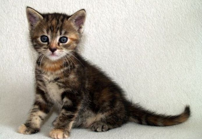 Europäisch Kurzhaar Kätzchen