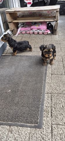 Süße Welpen zuverkaufen