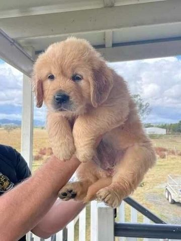 Golden Retriever Welpen