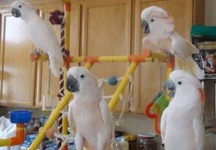 Gut gezähmte und sozialisierte Kakadus abzugeben