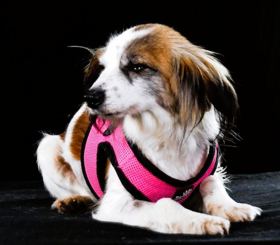 Pipoca - tapfer und liebenswert