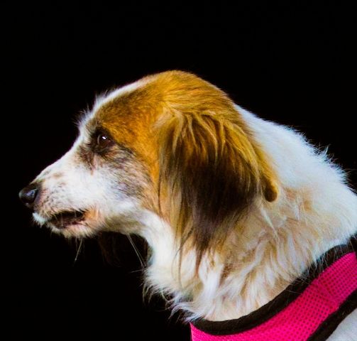 Pipoca - tapfer und liebenswert