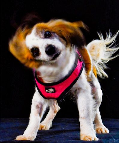 Pipoca - tapfer und liebenswert