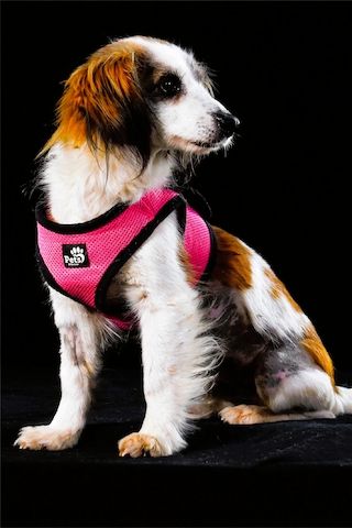 Pipoca - tapfer und liebenswert