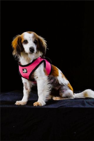 Pipoca - tapfer und liebenswert