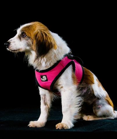 Pipoca - tapfer und liebenswert