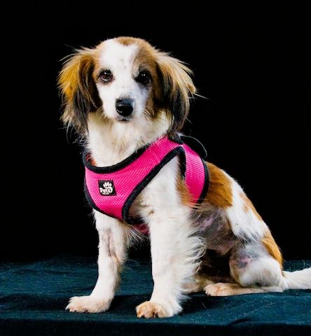 Pipoca - tapfer und liebenswert