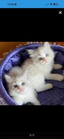 Dieses wunderschöne Ragdoll-Kätzchen