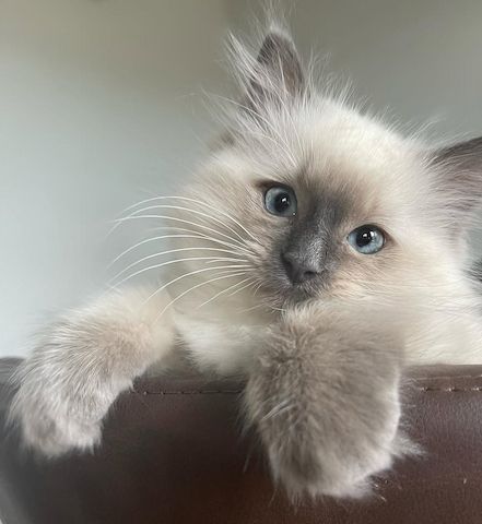 Freundliches und verschmustes Ragdoll-Kätzchen – liebevoll aufgezogen