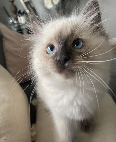 Freundliches und verschmustes Ragdoll-Kätzchen