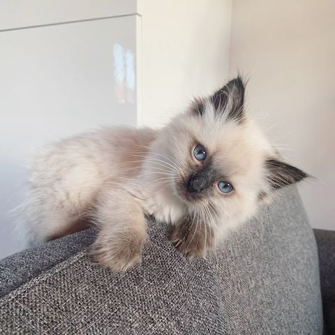 Kleines Liebesbündel – Verschmustes Ragdoll-Kätzchen abzugeben