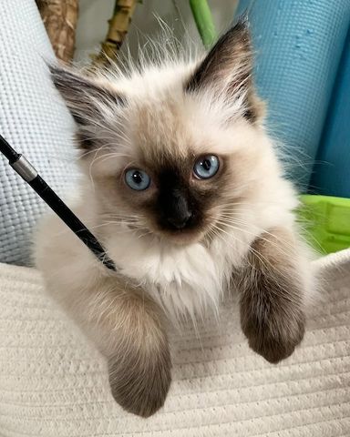 Verschmustes Ragdoll-Kätzchen abzugeben