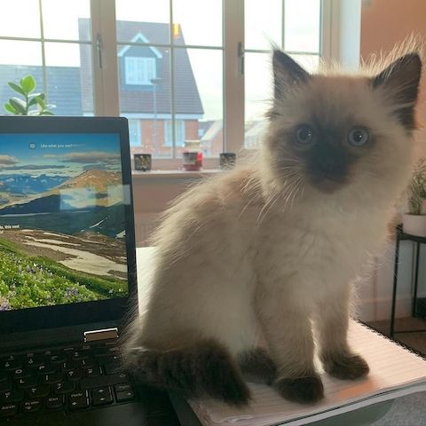 Dieses Ragdoll-Kätzchen ist ein wahrer Schatz.