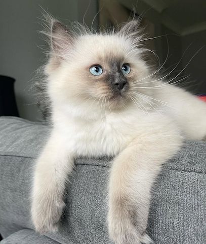 Ragdoll-Kätzchen abzugeben