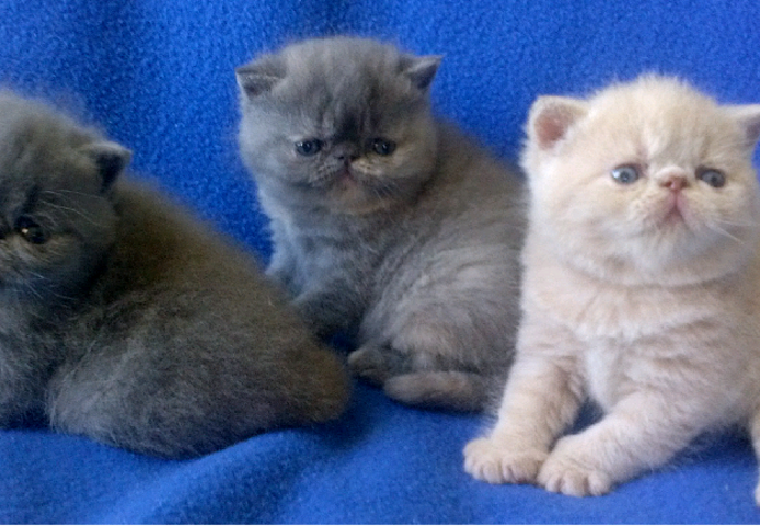 Britisches Kurzhaar Kätzchen