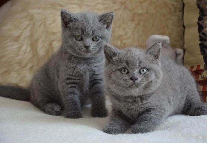 BKH KITTEN (Baby Britisches Kurzhaar Kätzchen)